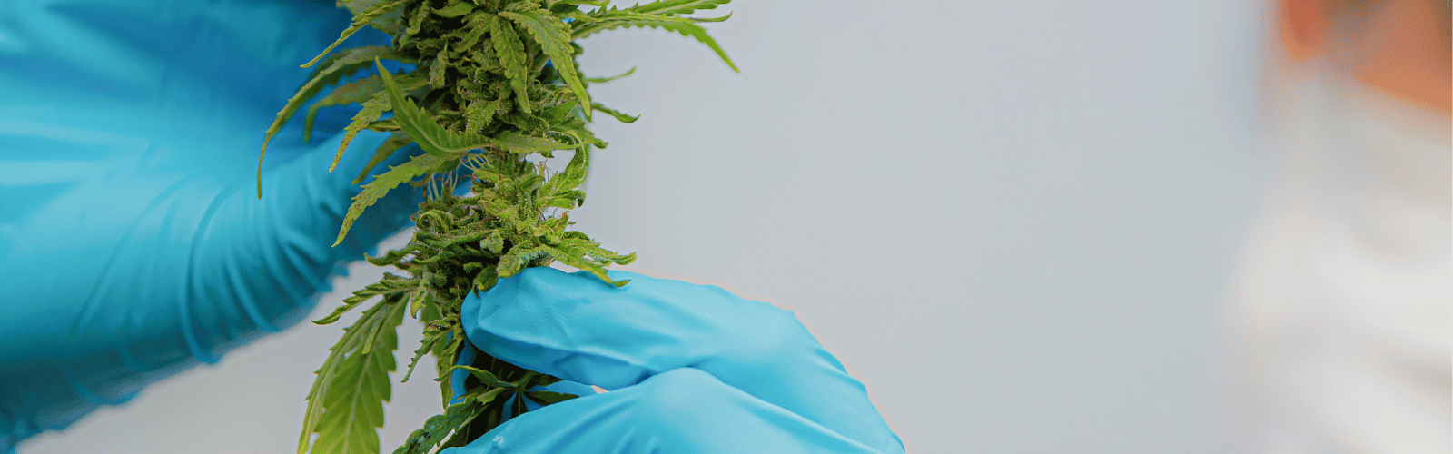 Cannabis-Sorten Vielfalt: Wie viele gibt es wirklich?